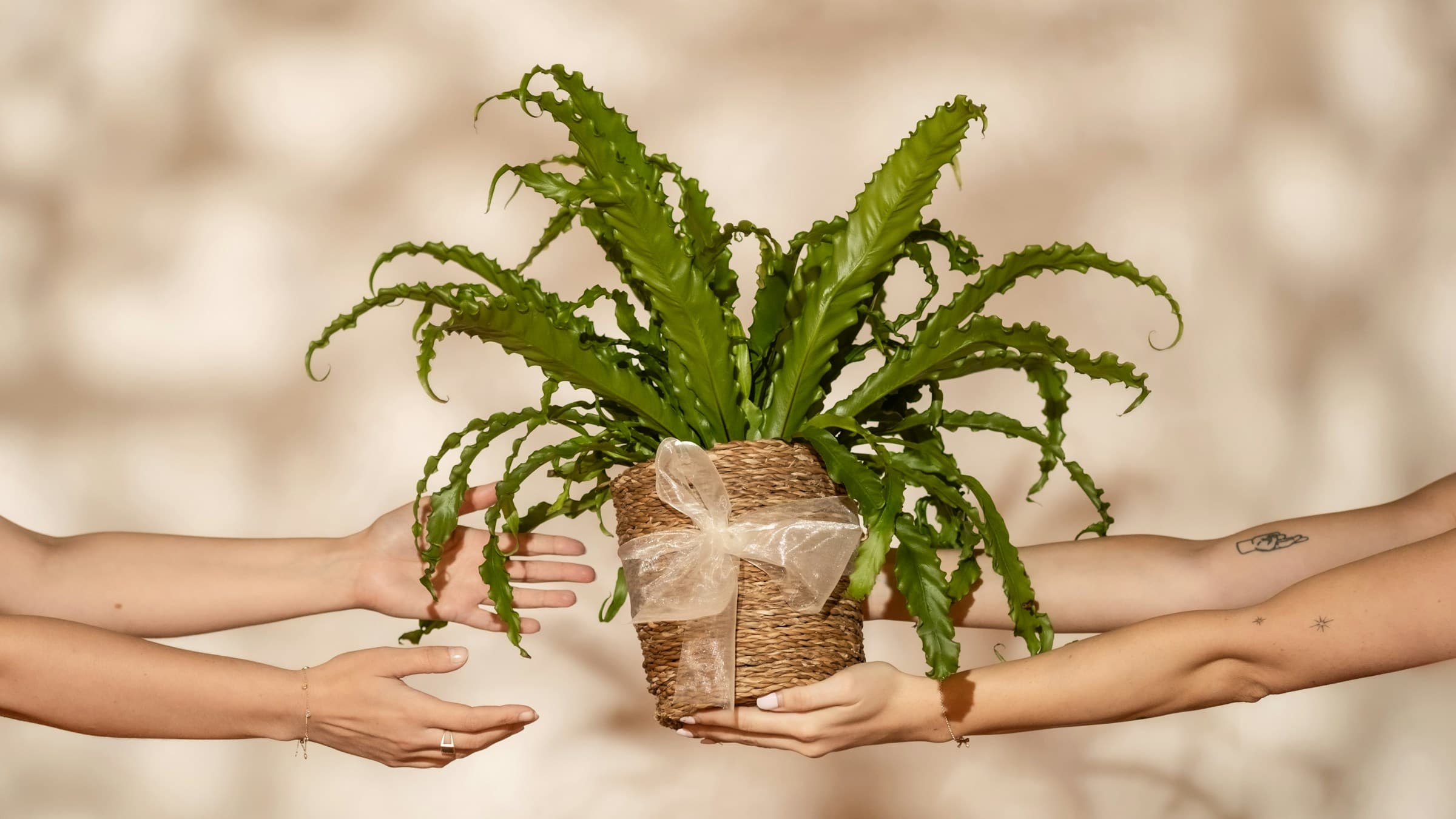 Hands reaching out to hold a green fern in a woven basket with a decorative bow, against a beige background with soft shadows.